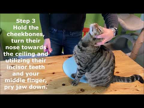 Train Your Cat to Take a Pill in Four Easy Steps