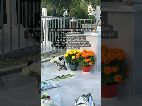 Ένα γατάκι βρίσκεται συνεχώς στο μνήμα του Μαζωνάκη και έχει προκαλέσει εντυπώσεις