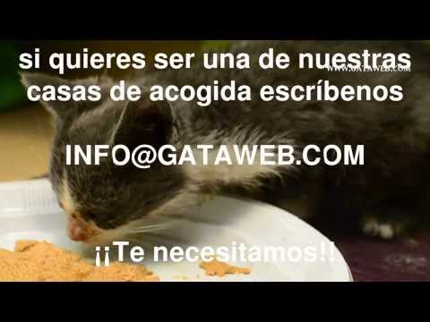 Casas de acogida Asociación GATA - CARLI