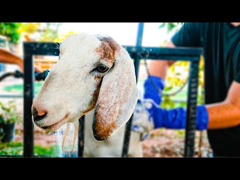 Spa Day for the GOATS!  (some love it & some hate it)
