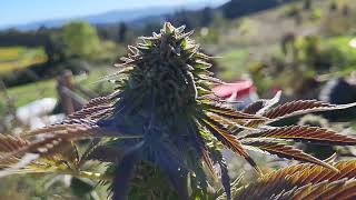 Freeborn Selections: Moon Mountain Kush x Headband grow report