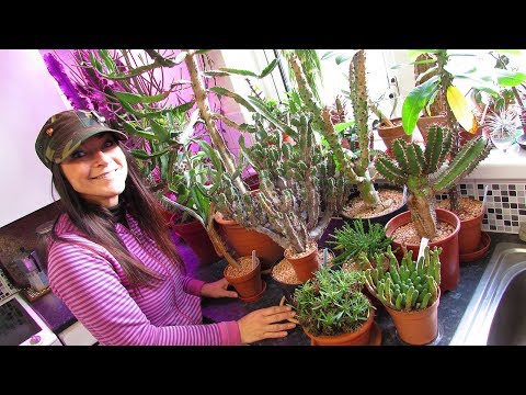 My Euphorbia Succulent Plants Collection - Plant Tour