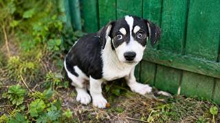 Stray Puppy Couldn't Believe Someone Cared For Him