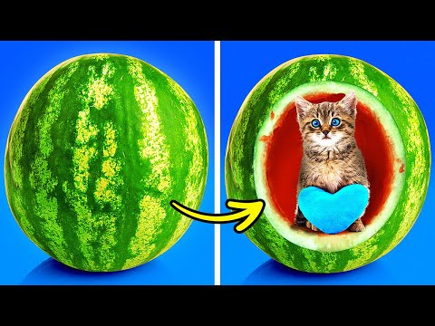 Manualidades Sencillas Y Geniales Para Mascotas