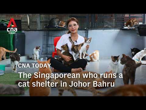 The Singaporean who runs a cat shelter in Johor Bahru - while putting her dreams on hold