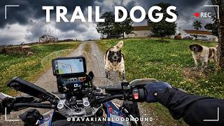 Conquered the Sand... Then Two Dogs Charged Me, Portugal TET section 5+4  [EP11]