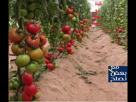 , title : 'زراعة الطماطم.زراعة أصناف الطماطم السلكية'