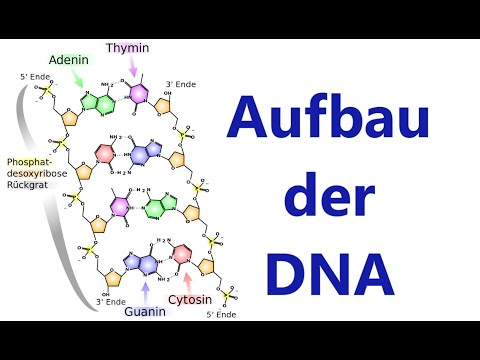 DNA (deoxyribonucleic acid) - structure and composition [biology, genetics]
