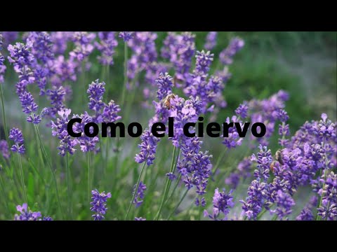 Como el ciervo (Pista y letra)