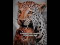 The deadliest big Cats to ever roam the earth #prehistoric #bigcats #iceage