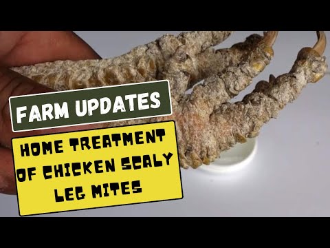, title : 'Treating Chicken Scaly Leg Mites At Home | AFRICA FARMING (FARM UPDATES ep 8)'