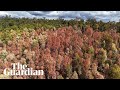 Drone video shows Western Australia’s forests dying in heat and drought