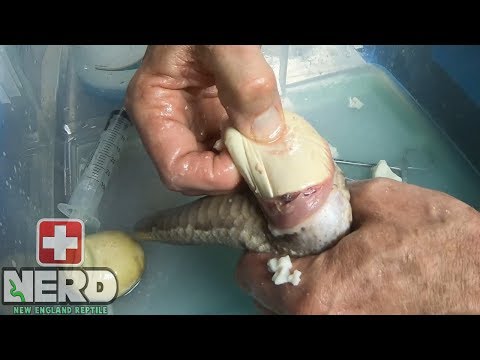 REVISITING OUR EGG BOUND BLOOD PYTHON - ANTIBIOTICS + MORE EGGS