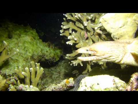 Philippinen 2014: Moalboal