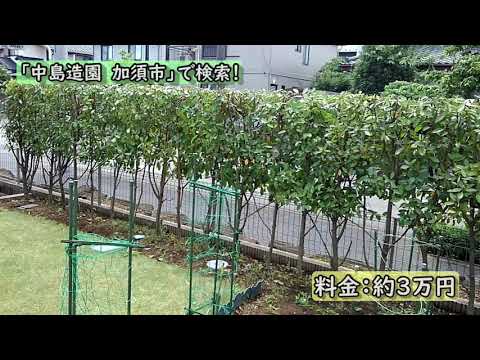 美しいレッドロビンフォティニアを飼うにはどうすればよいですか？植物を守り、生垣を元気に育てるのに役立った庭師の 6 つの秘密  庭園