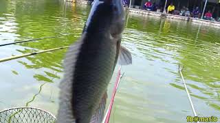 Download lagu VERY POWERFUL‼️Fishing for tilapia in ponds using worm bait is guaranteed to be a hit. mp3