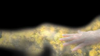 Nepenthe - Speed of the Stars