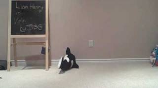 Liam In Violin by They Might Be Giants