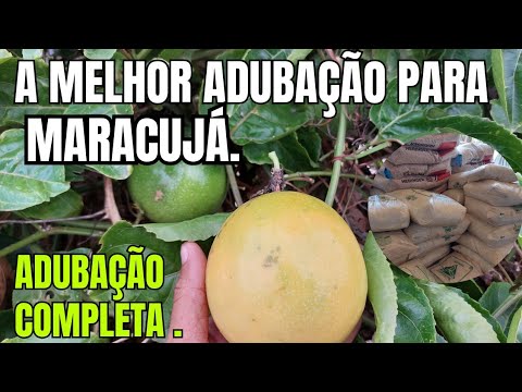 Complete Fertilization of Passion Fruit! From Start to Finish!