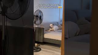 Download lagu Hindi sila mahirap mahalin. Mahirap lang sila sawayin 😅 #youjarasdogo #youjarasquad mp3