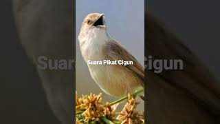 Download lagu Suara pikat ciblek gunung #shorts mp3