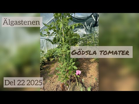 Gödsla tomater