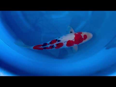 23rd JKS Online Auction: JKS-AC23-11 - Sanke 46cm