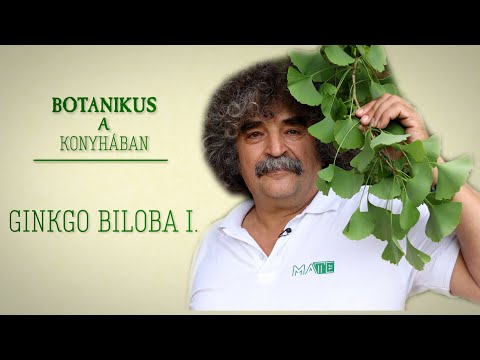 Botanikus a konyhában - 133. A porzós páfrányfenyő