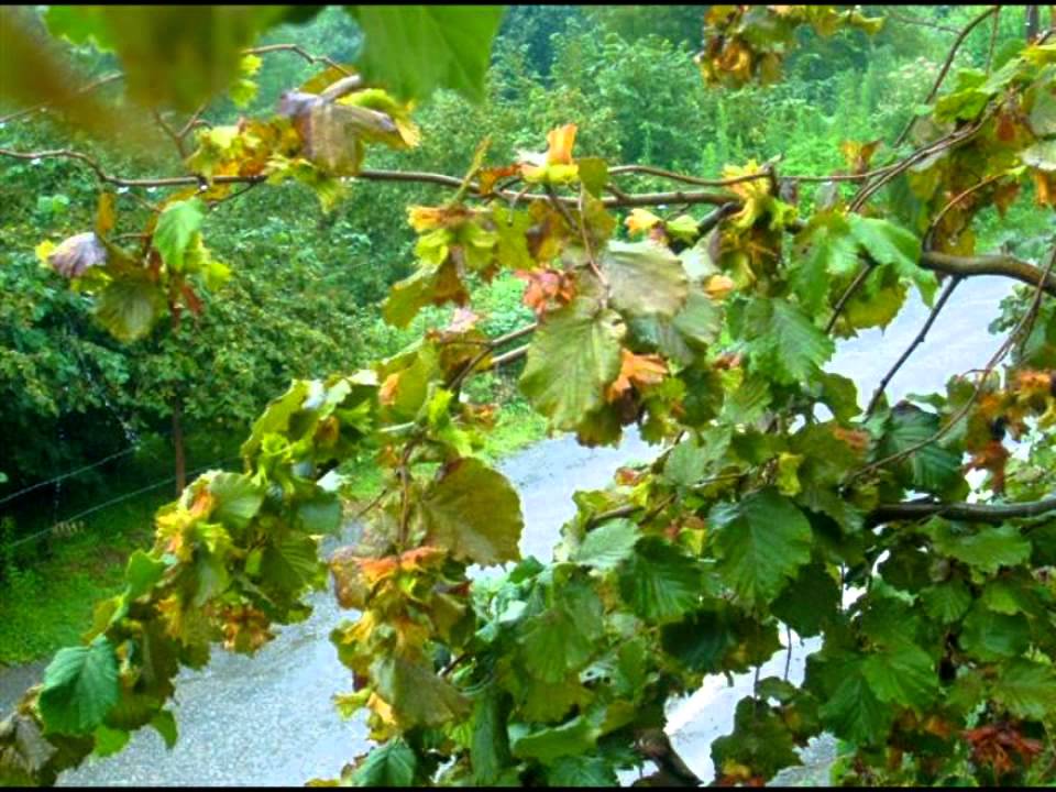 Bir Fındığın içini Yar senden ayrı yemem Türküsü