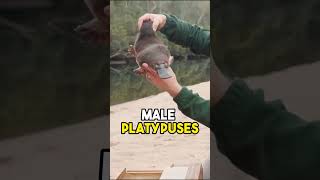 Download lagu Platypus: The World's Strangest Mammal 🦆🥚|#platypus | #animal|@Natures-N-Notebook mp3