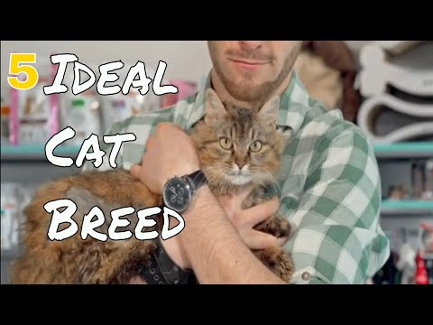 5 Ideal Cat Breeds for First-Time Owners: Easy & Loving Companions!🐱🐱🐱