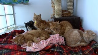 Cats rescued from sealed up boxes dumped in alley (UK) - ITV London News - 17th January 2019