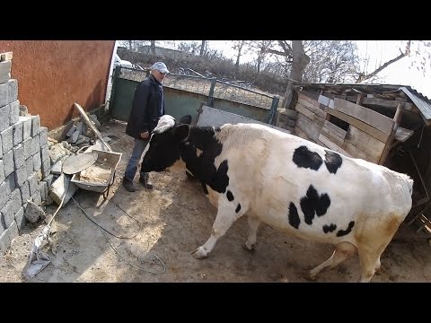 Постоянные боли в шеи и спине при движении Когда болит шея упражнения можно