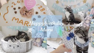 足長マンチカン まる 2歳のお誕生日パーティー Munchkin cat birthday party
