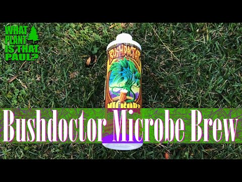 How I USE Bushdoctor Microbe Brew.  ( FOX FARM Organic and natural, microbe brew )