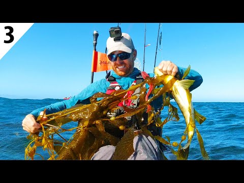 Fishing BIG Weedless Swimbaits for KELP BASS -- Mexico Ep 3 | Field Trips with Robert Field