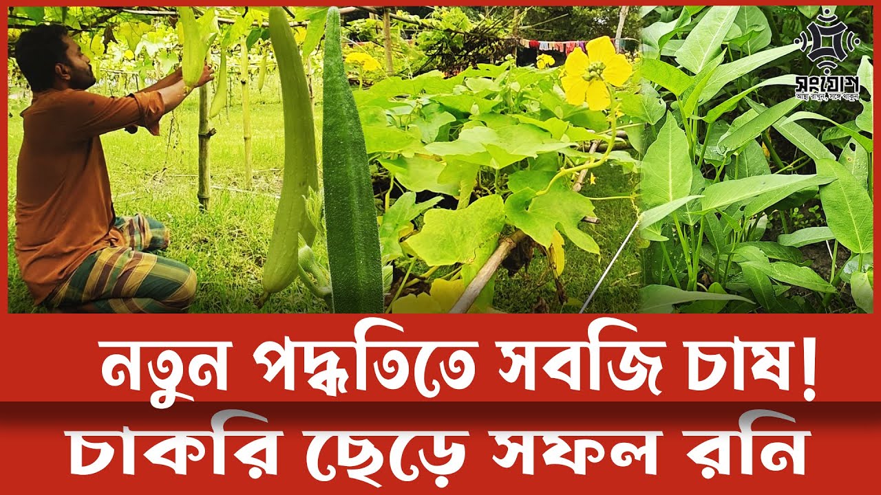 নতুন পদ্ধতিতে সবজি চাষ ! চাকরি ছেড়ে সফল রনি
