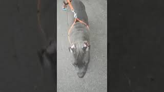 American Bully Puppies Videos