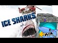 Ice Sharks A Near Miss Neck Smooch