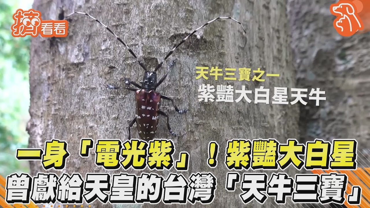一身「電光紫」！紫豔大白星 　曾獻給天皇的台灣「天牛三寶」