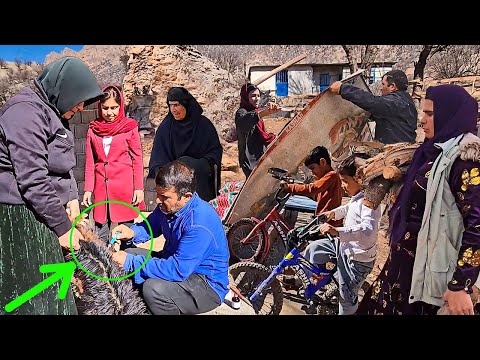 A terrible disease among farm animals and the efforts of nomads to combat it