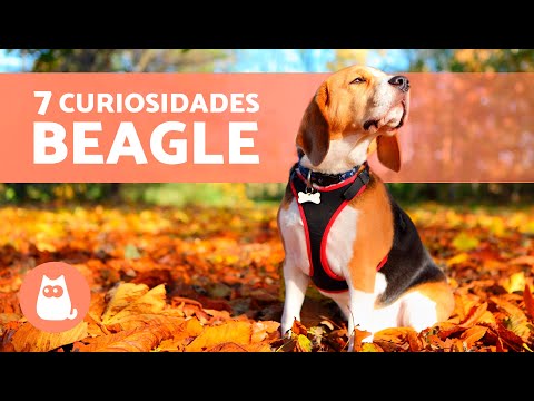 7 CURIOSIDADES sobre el BEAGLE 🐶🐾 ¡Te sorprenderán!