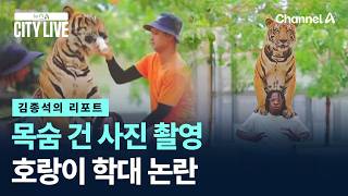 [김종석의 리포트]목숨 건 사진 촬영…호랑이 학대 논란