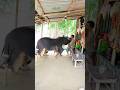 Viral Funny Cow Funny Shorts Viralvideo Comedy