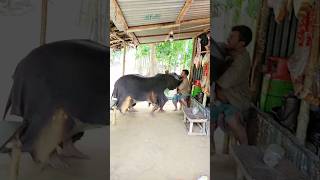 Viral funny cow #funny #shorts #viralvideo #comedy