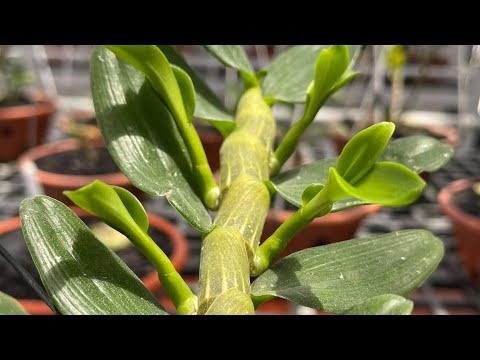 Chia sẻ cách làm kie trên thân đạt hiệu quả