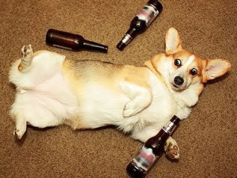 Собака напилась в хлам. Dog drunk.