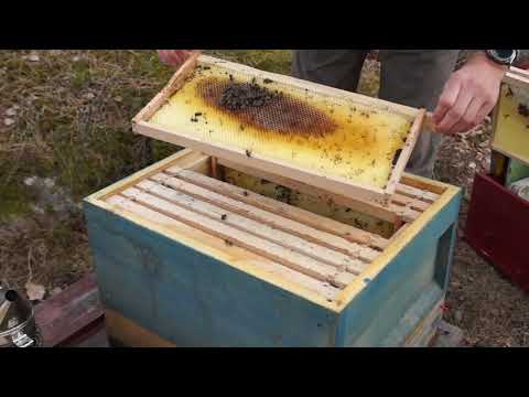 Vårundersökning Buckfast - klarade sig inte