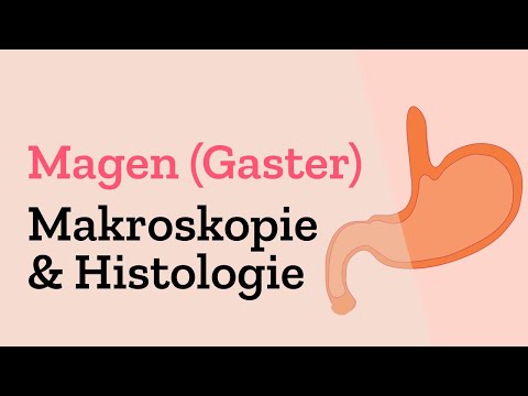 Der Magen (Gaster) - Makroskopische Anatomie & Histologie einfach erklärt - Mensch im Darm Trakt