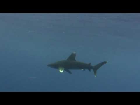 oceanic white tip shark Longimanus pair under boat shark
